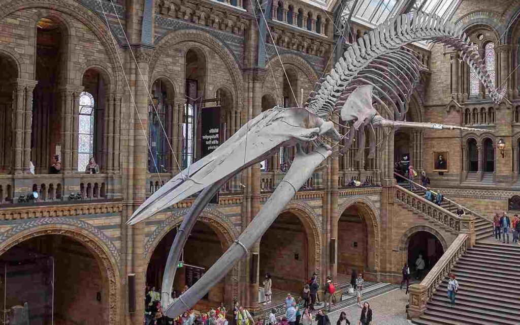 Natural History Museum