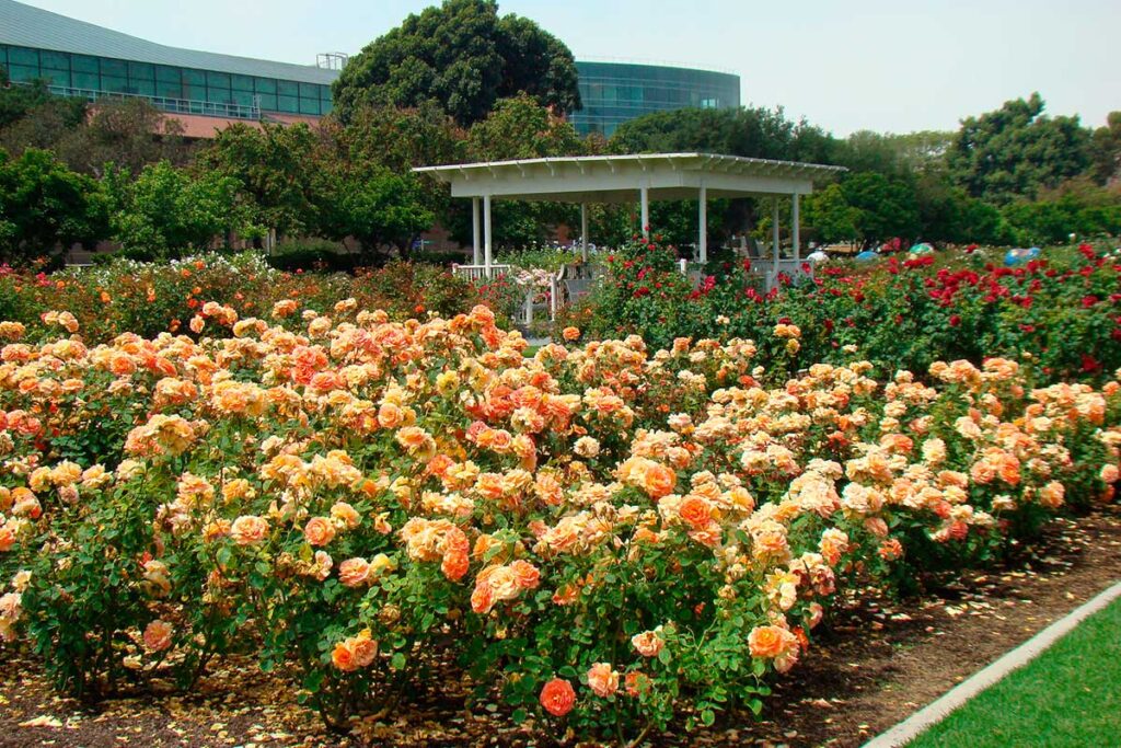 Parque de las rosas en los angeles