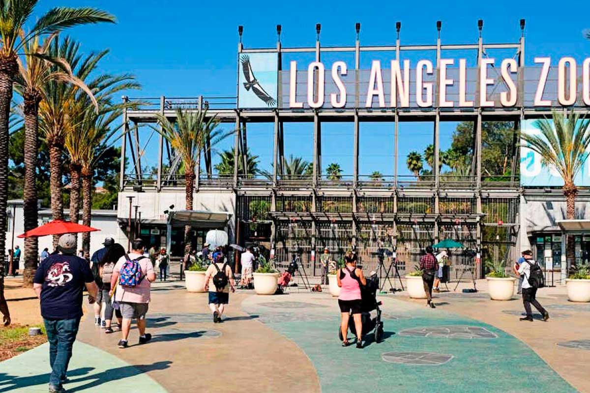 Zoológico de Los Ángeles Una experiencia única en la ciudad